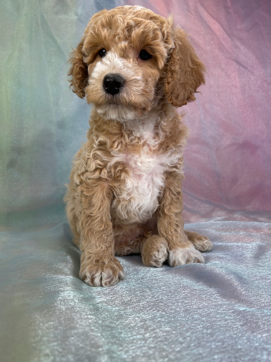Male Bichon Poodle Puppy for Sale DOB 1-4-2026 $950